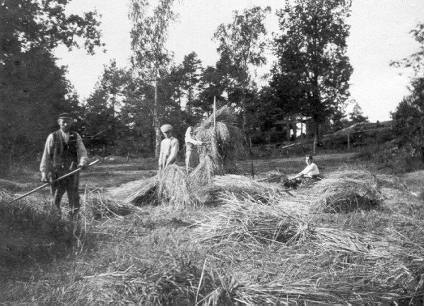Slåtter på Korsholmen