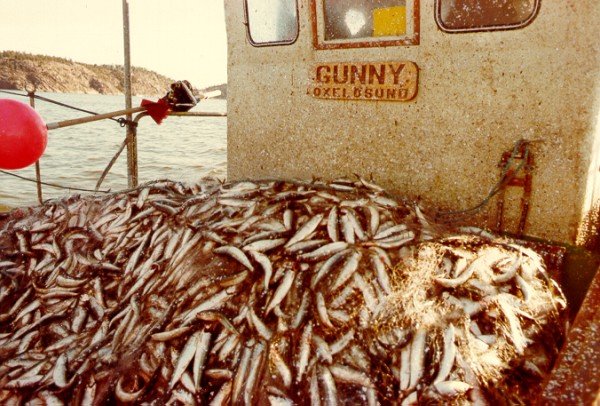 Fiskebåten Gunny