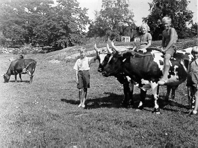 Barn rider på oxar på Ålö